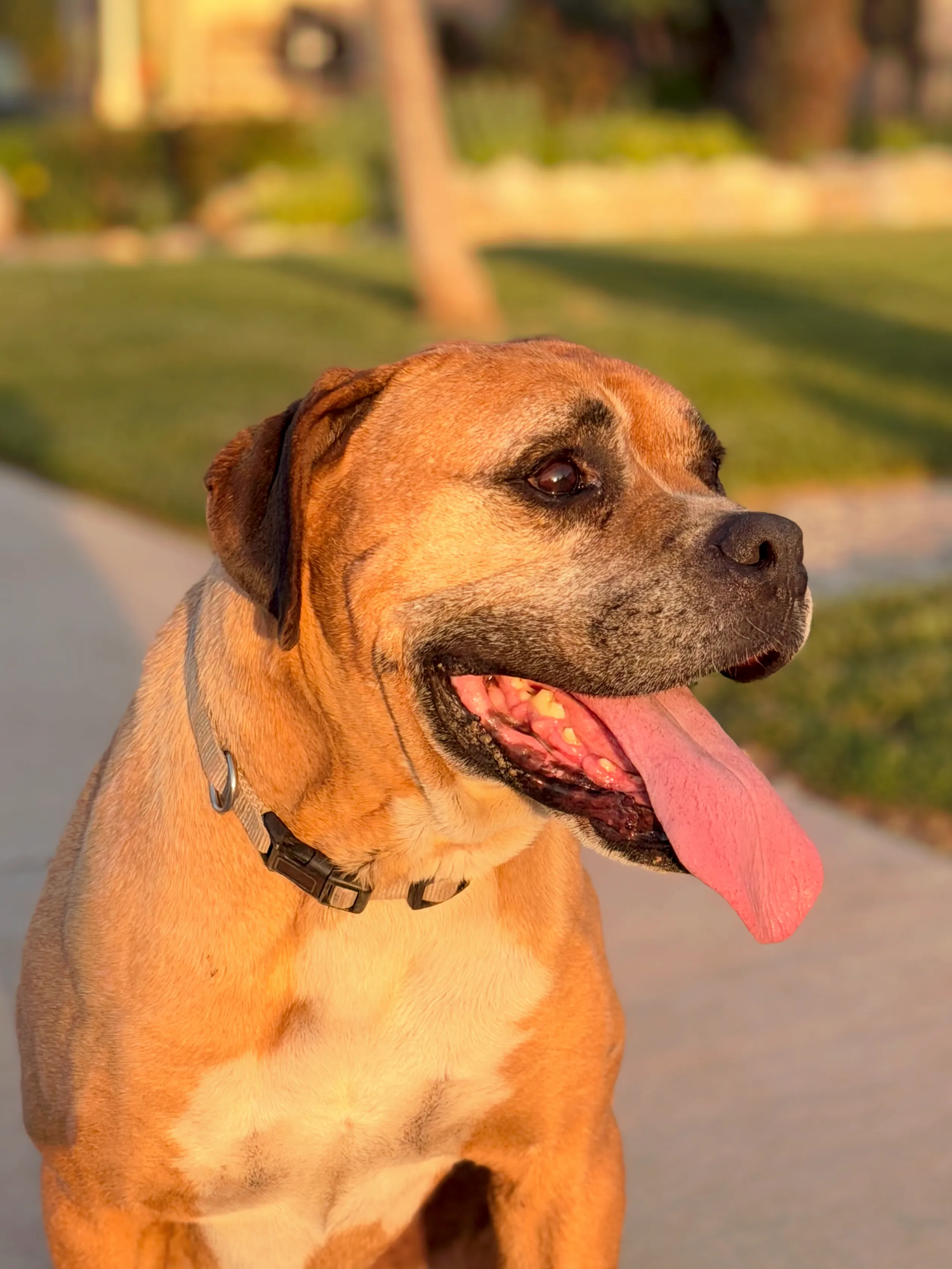 Chico