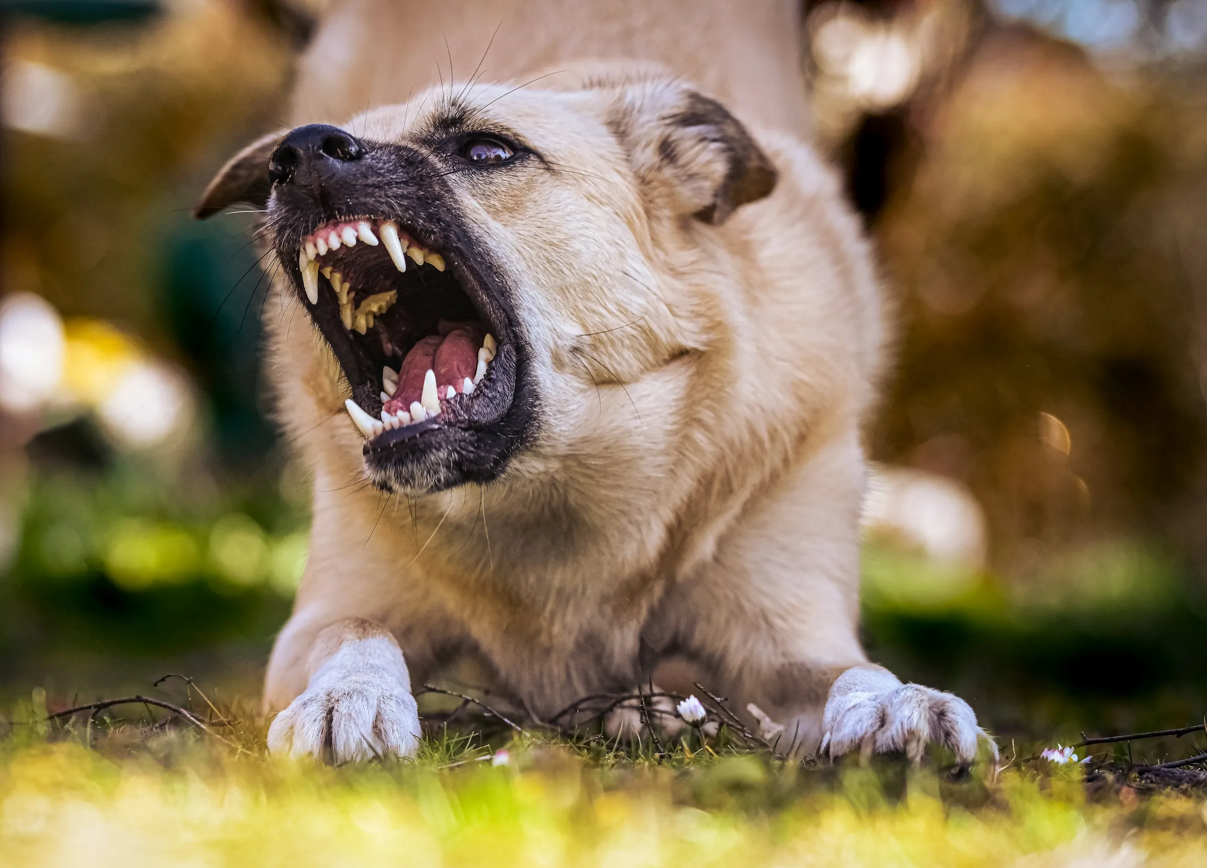 Red zone dog