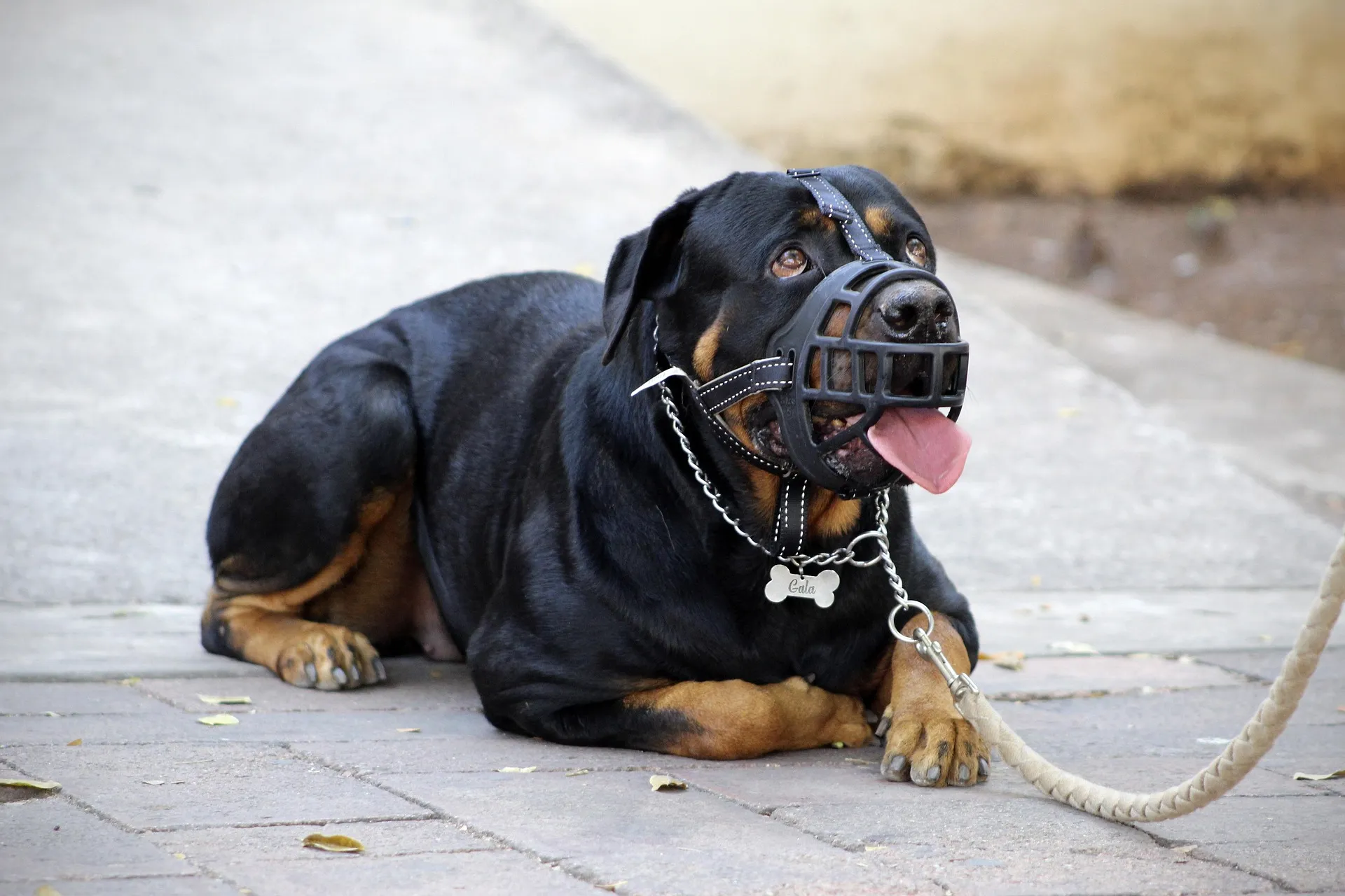 Reactive Pet Sitting