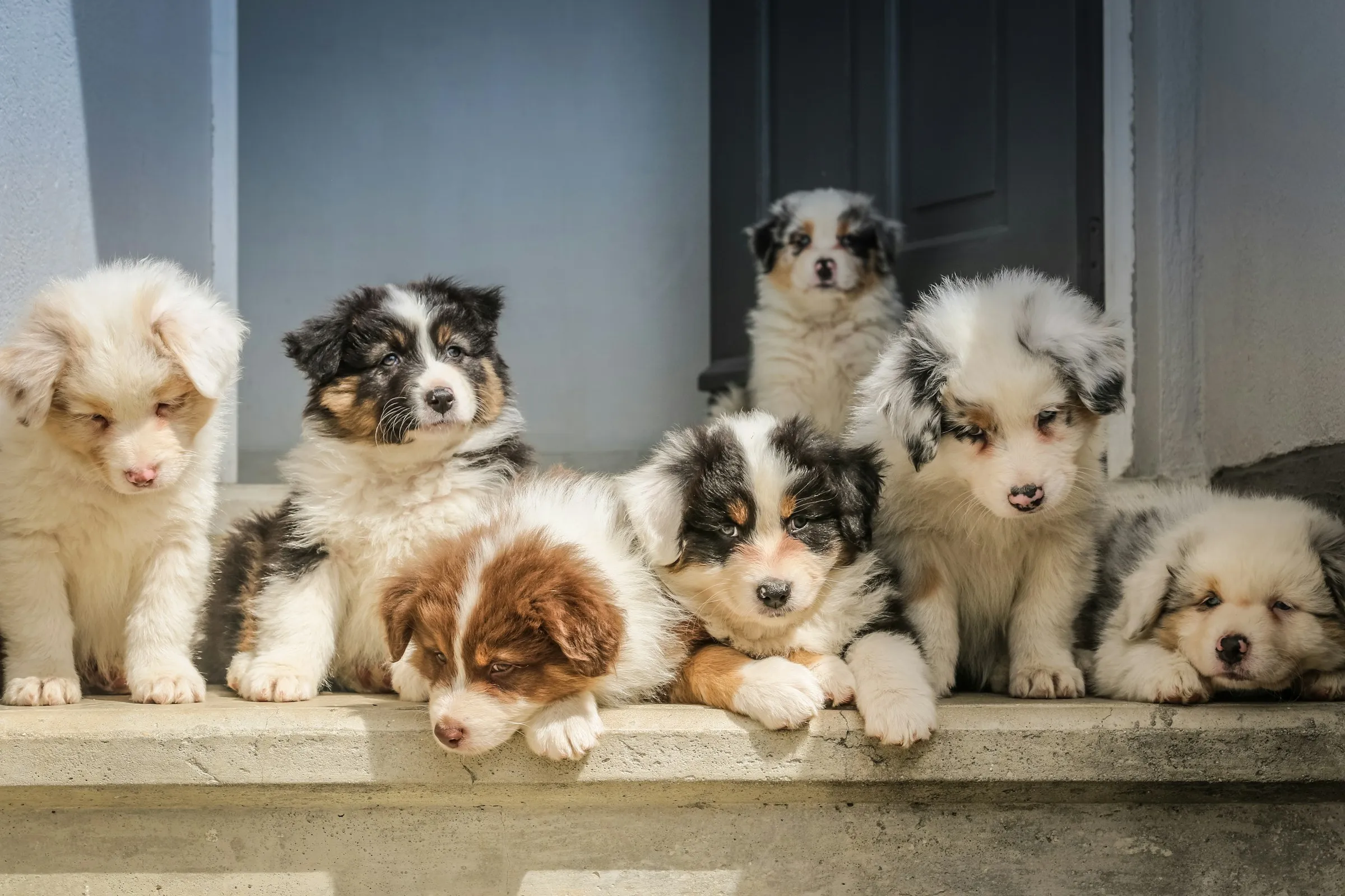 Happy dogs background