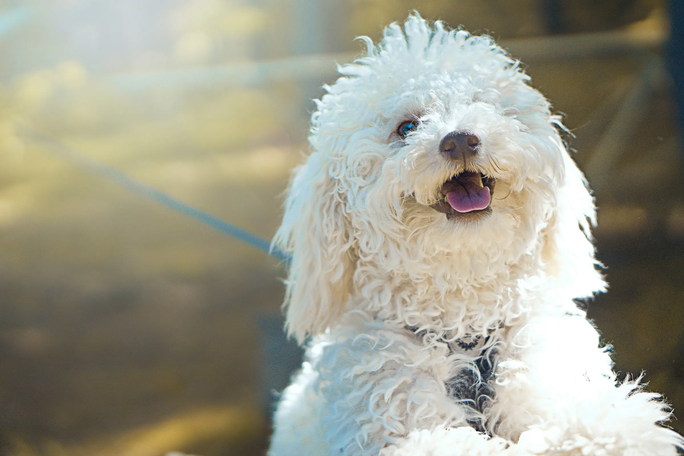 Dog in golden hour light