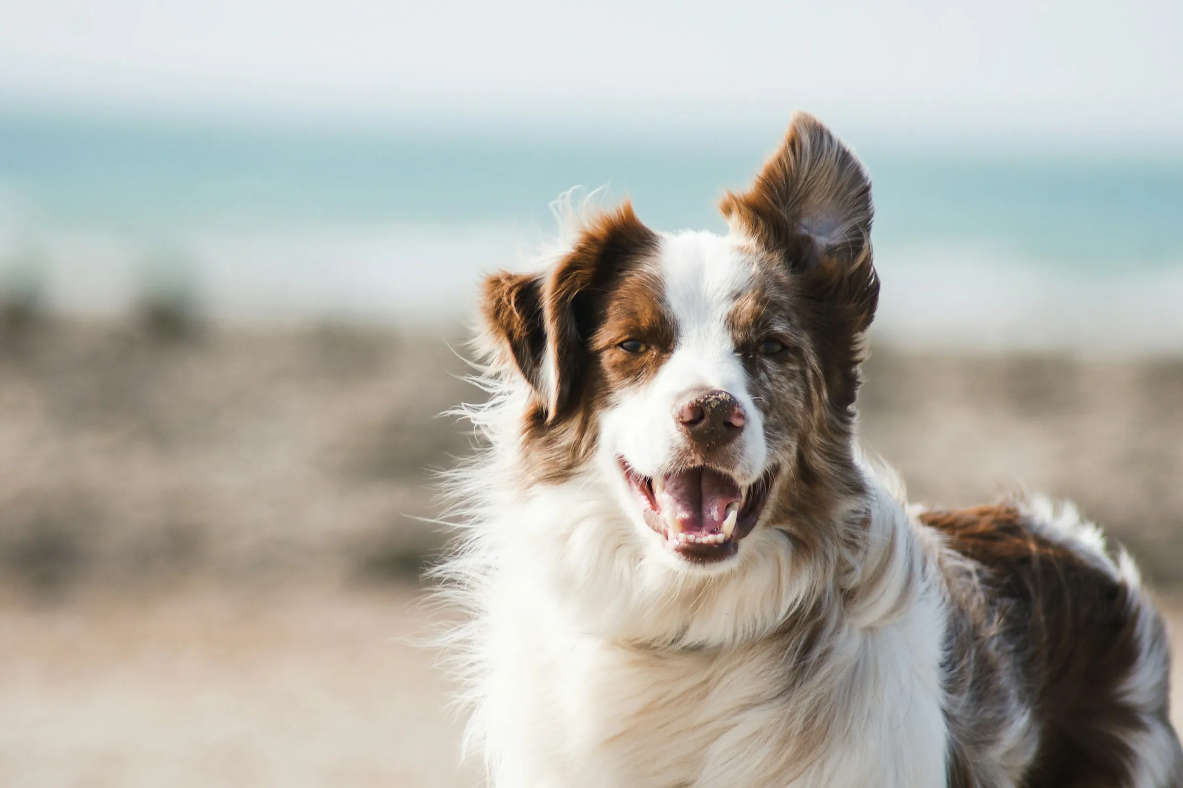Dog in golden hour light