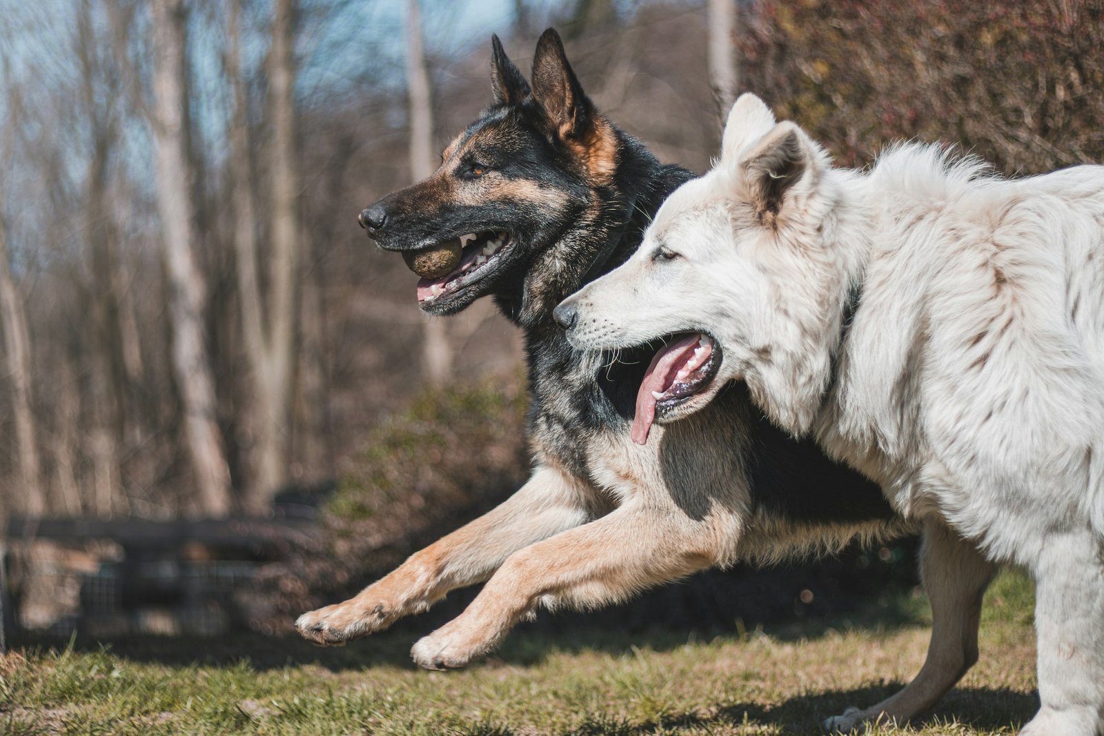 Transformations — Good Doggos